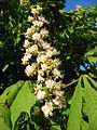 Aesculus hippocastanum flower 2.jpg