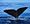 Sperm whale fluke.jpg