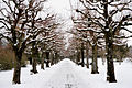 Bremgartenfriedhof Bern, Allee 01 10.jpg