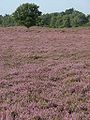 Heide in Nationaal Park Drentsche Aa.JPG
