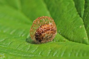 Weevil (Hypera rumicis) larva 2.jpg