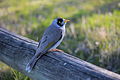 Manorina melanocephala, Canberra ACT.JPG