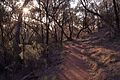 Mount Majura Casuarina Trail.jpg