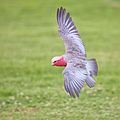 Eolophus roseicapilla in flight, Albury NSW.jpg