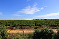 Alghero - Cantine di Sella & Mosca (03).JPG