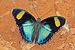 Crimson-spotted forester (Euphaedra themis) male.jpg