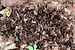 African beak (Libythea labdaca labdaca) puddling.jpg