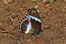 Blue diadem (Hypolimnas salmacis salmacis) male underside.jpg