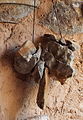 Amuleto de siete piedras con agujero.JPG