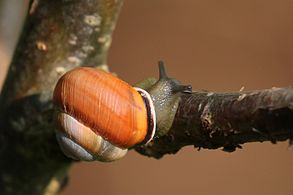 Brown-lipped snail (Cepaea nemoralis) 4.jpg