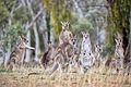 Eastern Grey kangaroo, Majura Nature Reserve ACT 05.jpg