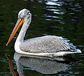 Pelecanus crispus at Beijing Zoo.JPG