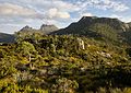 Cradle Mountain with foreground vegetation, Tas.jpg