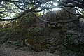Bosco di Cuma - il Faro.jpg