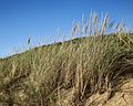Grasses at Hope Beach, Tas.jpg
