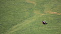 Horseman near Cook, ACT Australia.jpg