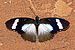 Variable eggfly (Hypolimnas anthedon anthedon) male.jpg