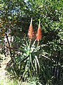 Aloe arborescens ou Babosa.jpg