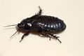 Australian Wood Cockroach 08.jpg