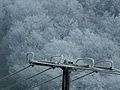 Power lines near Tapolca 04.JPG