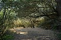 Bosco di Cuma - radura.jpg