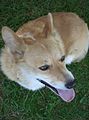 Pembroke Welsh Corgi from top.JPG