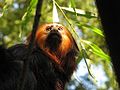 Leontopithecus chrysomelas, Planckendael, Belgium.jpg