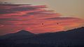 Ibis at sunrise, Albury NSW Australia.jpg
