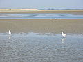 Mouth of the Somme.JPG