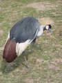 Grus Grus, parc paradisio (1).JPG