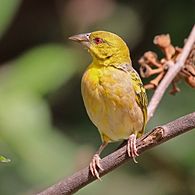 Village weaver (Ploceus cucullatus cucullatus) female.jpg