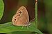 Brown-spot bush brown (Bicyclus madetes madetes) underside.jpg