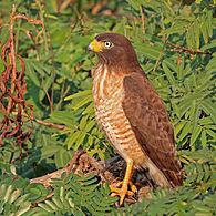 Roadside hawk (Rupornis magnirostris) immature 2.jpg