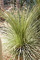 Agave stricta (Jardin Majorelle).JPG