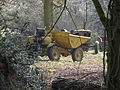 Plant in the wood - geograph.org.uk - 1219039.jpg
