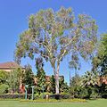 Eucalypt and flowerbed at QEII Square, Albury NSW.jpg