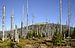 Lusen, Bayerischen Wald, 2013.jpg