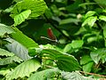A dragonfly by the Eger Stream Balaton-felvidek.JPG