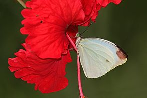 Large vagrant (Nepheronia argia argia) male.jpg