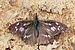 African beak (Libythea labdaca labdaca) 2.jpg