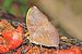 Common yellow gilder (Cymothoe egesta egesta) male underside 2.jpg