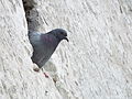 Columba livia en el nicho.JPG