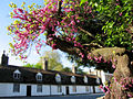Cercis Siliquastrum Trunk and Blossom.jpg