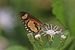 Orange streak acraea (Acraea bonasia) underside.jpg