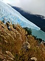 Glaciar Perito Moreno detrás de unas plantas.jpg
