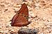 Common red charaxes (Charaxes lucretius lucretius).jpg