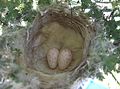 Lichenostomus penicillatus nest with 2 eggs.JPG