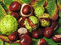 Aesculus hippocastanum fruit (jha).jpg