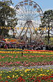 Floriade Canberra ACT ferris wheel.JPG