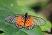 Common glassy acraea (Acraea quirina quirina).jpg